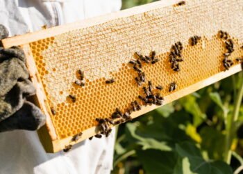 O lado mais surpreendente da vida das abelhas que quase ninguém conhece