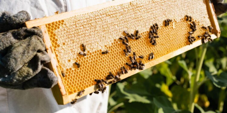 O lado mais surpreendente da vida das abelhas que quase ninguém conhece
