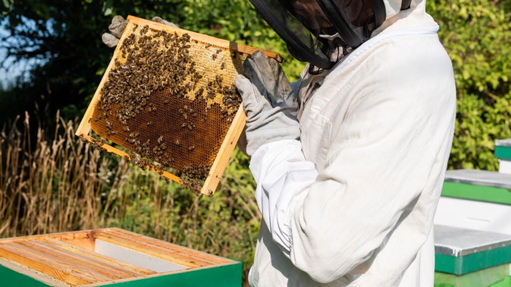 O lado mais surpreendente da vida das abelhas que quase ninguém conhece
