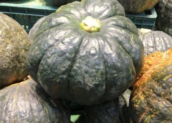 Dicas essenciais para cultivar abóbora cabotiá de forma simples