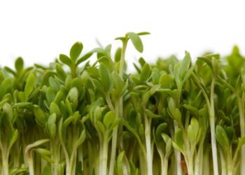 Descoberto o efeito mais surpreendente do Agrião no corpo humano