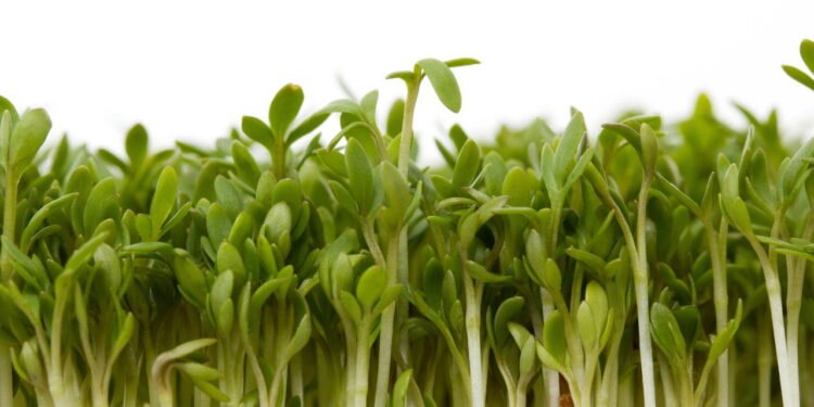 Agrião: superalimento rico em vitaminas e minerais - Créditos: depositphotos.com / gwolters