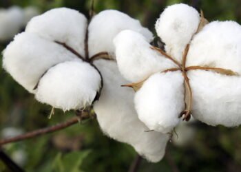 O que ninguém te conta sobre plantar algodão no quintal