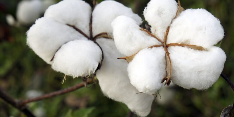 Algodão - Créditos: depositphotos.com / Kris