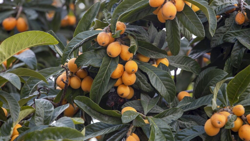 Esse cultivo virou xodó no Sul do Brasil e o motivo vai te surpreender