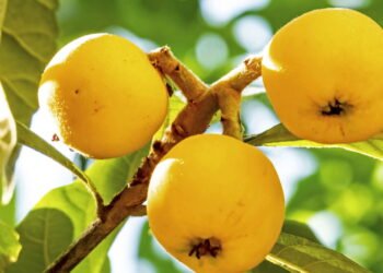 Esse cultivo virou xodó no Sul do Brasil e o motivo vai te surpreender