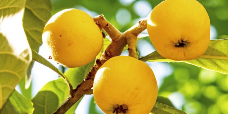 Efeito hepatoprotetor, favorecendo a saúde do fígado - Créditos: depositphotos.com / yskandag