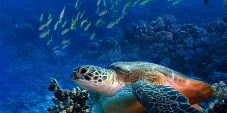 Descubra qual animal aquático te representa de acordo com seu ano de nascimento