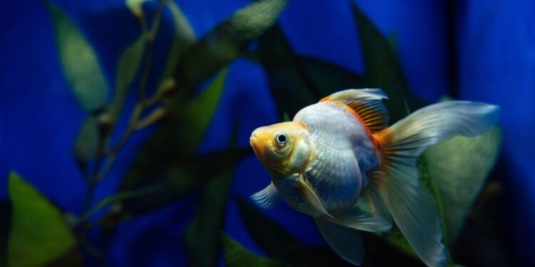 Peixe // Créditos: depositphotos.com / IgorVetushko