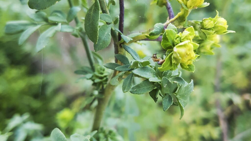 Aprenda a plantar arruda e purificar sua casa naturalmente