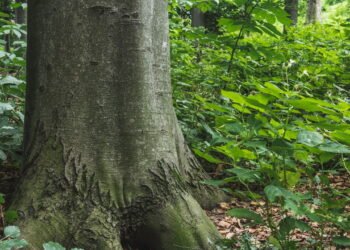 Você conhece a história da árvore mais antiga do mundo? Veja como ela sobrevive