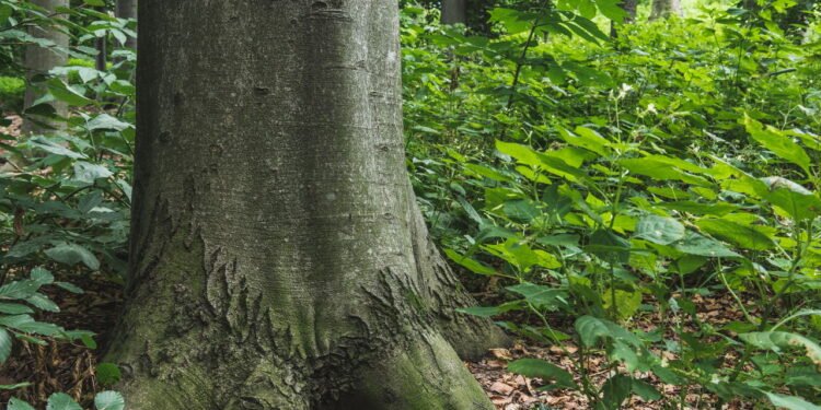 Você conhece a história da árvore mais antiga do mundo? Veja como ela sobrevive
