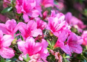 Dicas simples para plantar azaléia em casa e ter flores lindas