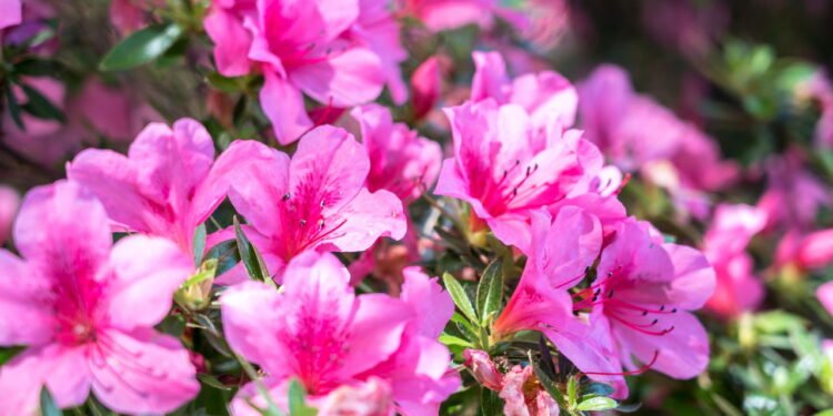 Azaleia - Créditos: depositphotos.com / CAHKT