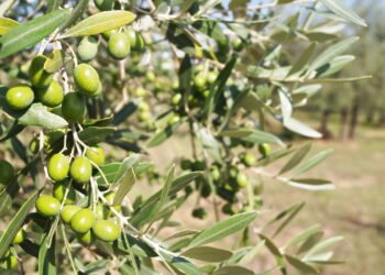 Produza suas próprias azeitonas com essas dicas de plantio