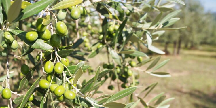 Azeitonas - Créditos: depositphotos.com / sansa55