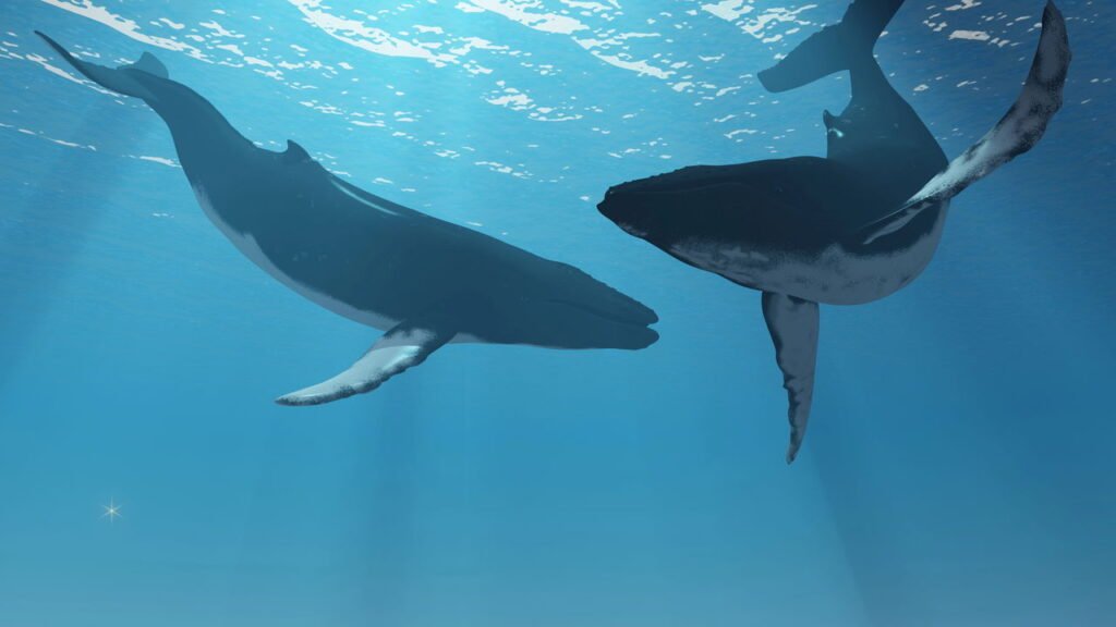 Descubra qual animal aquático te representa de acordo com seu ano de nascimento