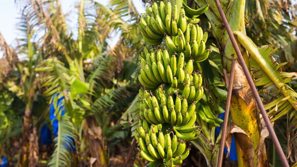 As 10 frutas mais consumidas no Brasil e como plantá-las em casa
