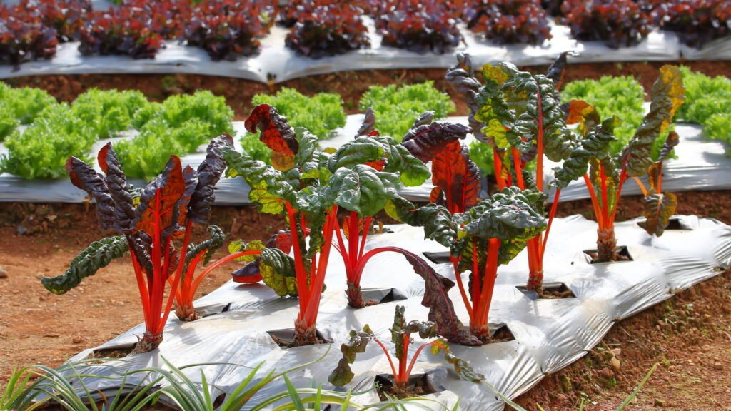 Aprenda a plantar beterraba e ter uma horta produtiva em casa