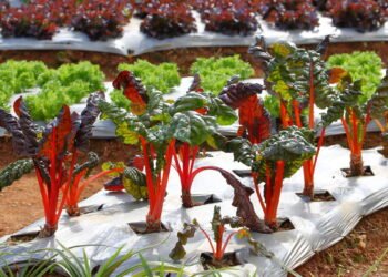 Aprenda a plantar beterraba e ter uma horta produtiva em casa