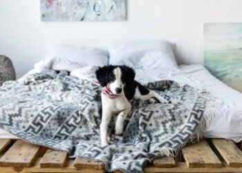 Por que seu cachorro ama dormir no seu travesseiro segundo a ciência