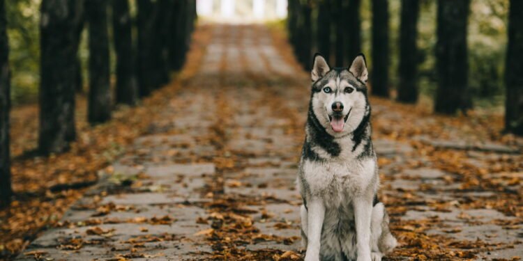 Essa é a explicação para o cachorro abanar o rabo sempre que vê o dono
