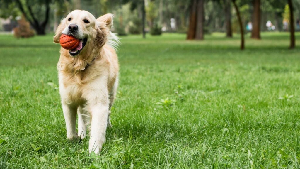 Os latidos do cachorro estão incomodando? Veja como resolver