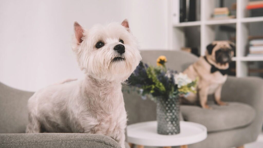 Saiba como identificar os sinais de que o seu cachorro está ficando velho