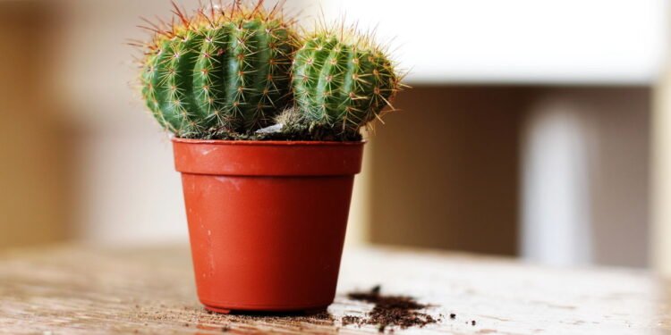 Cacto - Créditos: depositphotos.com / Dubova