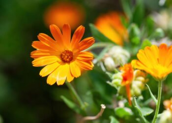 Essa planta medicinal melhora sua digestão e regenera a pele