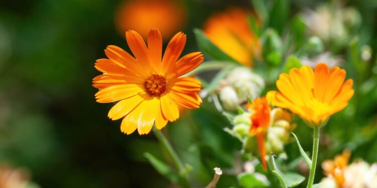 Benefícios da calêndula: descubra como essa flor pode melhorar sua saúde - Créditos: depositphotos.com / hiperdino67