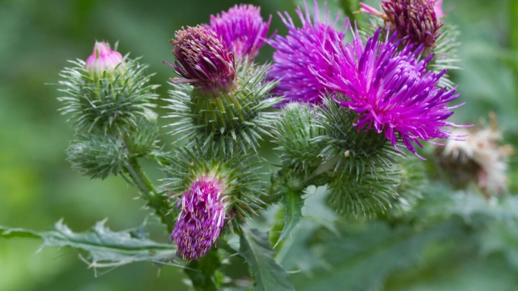 Estudo revela 4 plantas com benefícios para a saúde do fígado