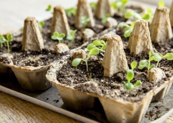 O truque com cartelas de ovos que está facilitando a vida de quem cultiva em casa