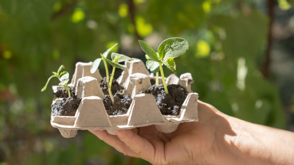 O truque com cartelas de ovos que está facilitando a vida de quem cultiva em casa