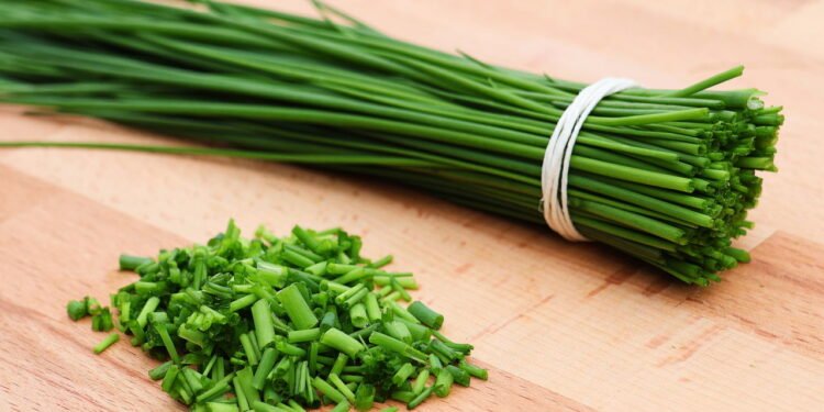 Como cultivar planta que regula a pressão arterial e fortalece a memória em casa?