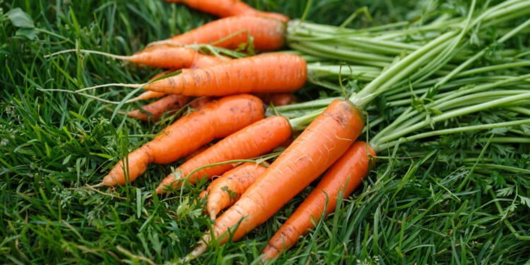 Veja como a cenoura pode prevenir AVC e até mesmo o câncer!