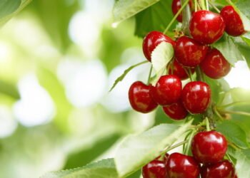 Essa frutinha vermelha tem um segredo que poucos conhecem