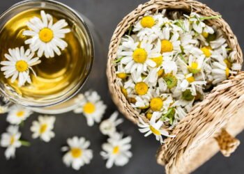 Conheça os incríveis benefícios do Chá de Camomila para a saúde