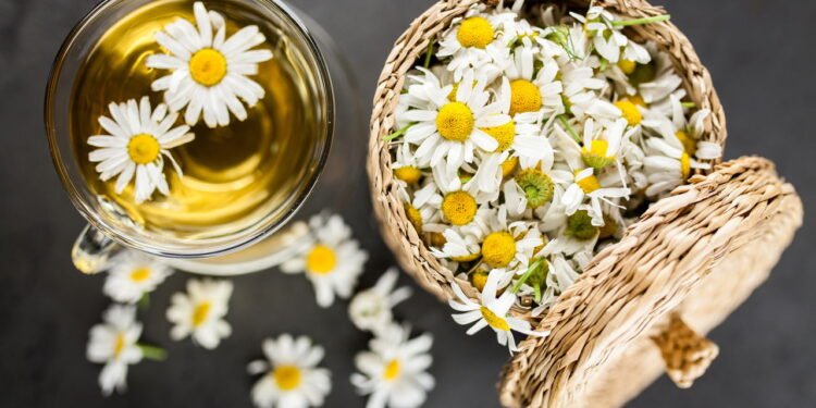 Chá de camomila: O segredo natural para aliviar estresse e ansiedade - Créditos: depositphotos.com / gdolgikh