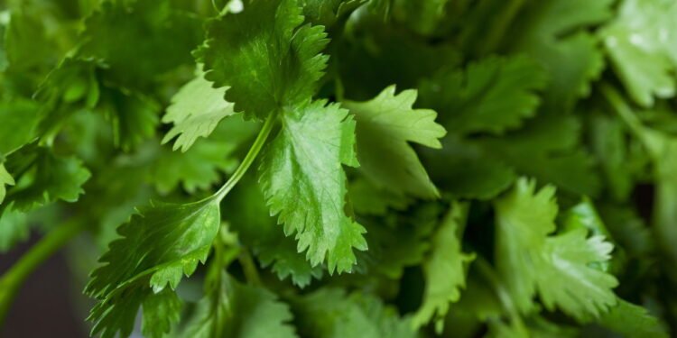 Como cultivar coentro em casa da forma certa?