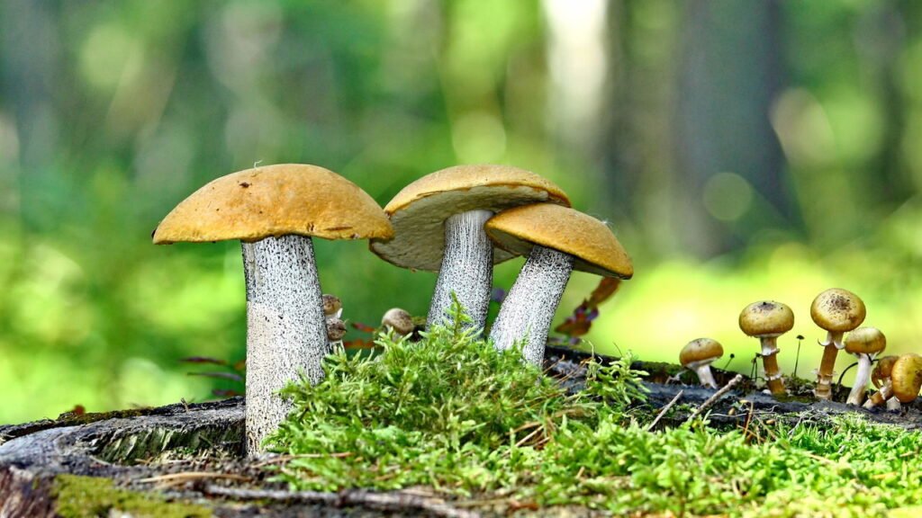 Veja como cultivar cogumelos em casa sem usar terra e sem fazer sujeira