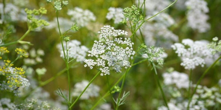 Propriedades antimicrobianas e antioxidantes - Créditos: depositphotos.com / Sahil Ghosh