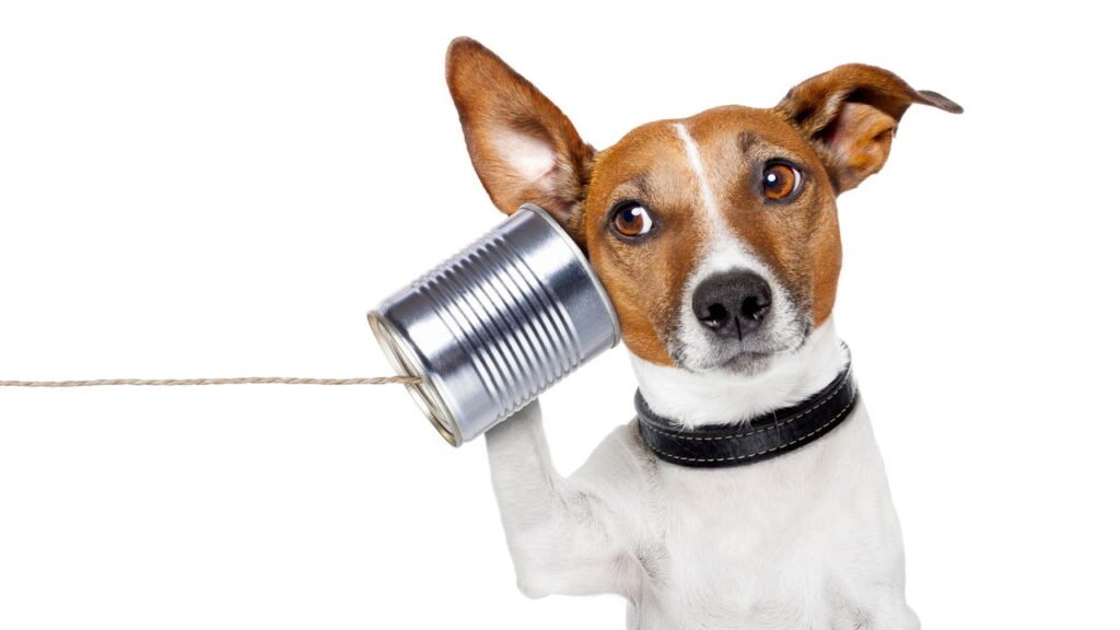 A arte de ouvir para entender que você talvez não conheça pode melhorar suas relações sociais