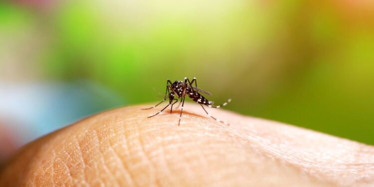 Dengue - Créditos: depositphotos.com / Noppharat_th