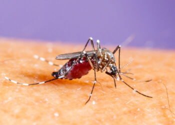 Os melhores remédios para Dengue que realmente funcionam