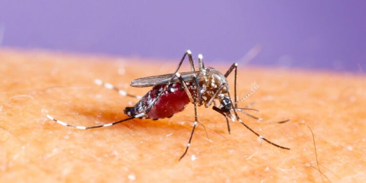como aliviar a dengue em casa: as soluções mais eficazes - Créditos: depositphotos.com / smuayc