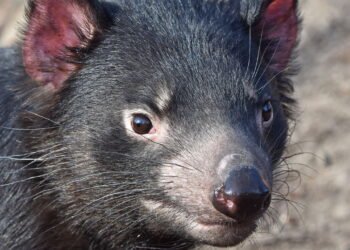 6 características impressionantes do diabo da tasmânia