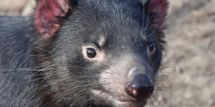 6 características impressionantes do diabo da tasmânia