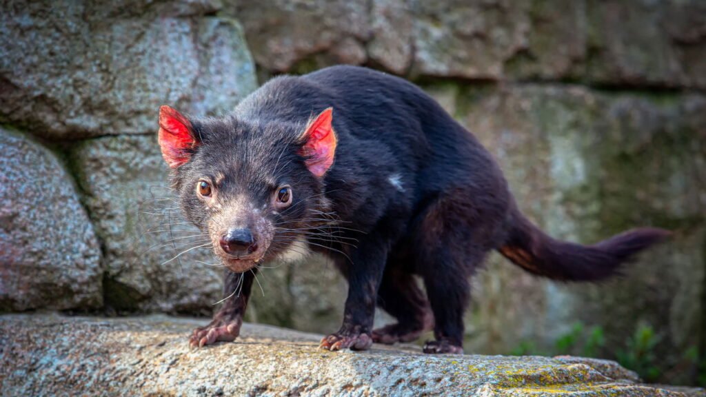 6 características impressionantes do diabo da tasmânia