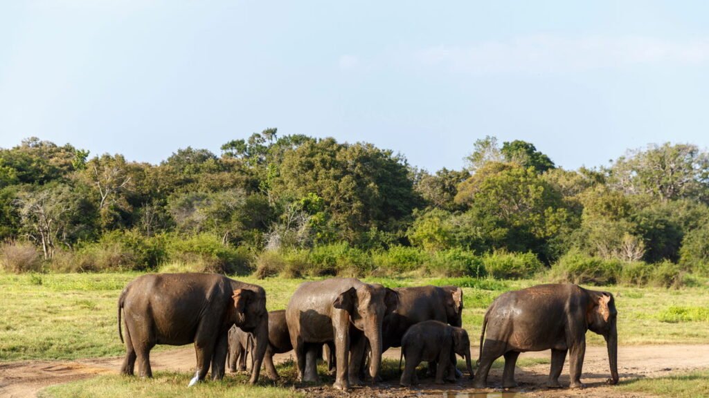 Você vai se surpreender com isso que os elefantes fazem para proteger os filhotes